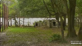 Jasmine moves to Tiger Lake. Jasmine tiger at Big Cat Rescue.