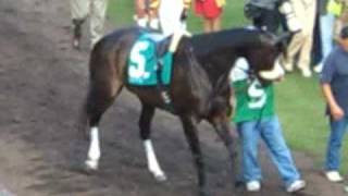 Zenyatta Dancing In The Paddock Before Her 18Th Race