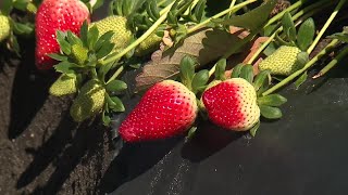 Fourth generation strawberry farmer discusses the harvest