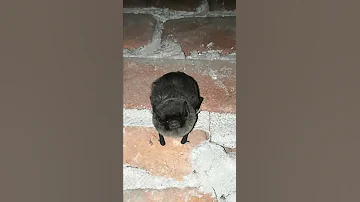 Летучая мышь, бросок на камеру(Ночница Иконникова Myotis ikonnikovi)