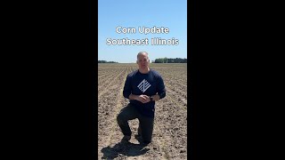 Early season corn update in SE Illinois