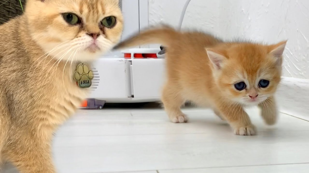 Mother cat is worried that baby kitten run away from her and get lost