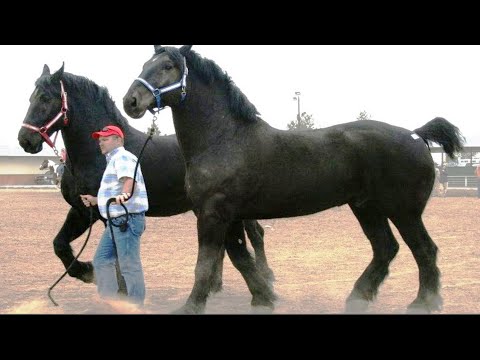 Video: Kuda percheron berasal dari mana?