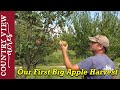 Our First Big Apple Harvest, what all can we make out of them.