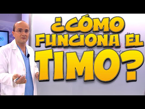 Vídeo: Diferencia Entre Timo Y Tiroides