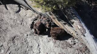 Black Bear Cubs Briefly Emerging From Their Den In Yellowstone