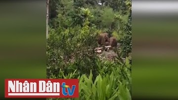 Đàn voi rừng liên tục xuất hiện tại khu dân cư ở Đồng Nai