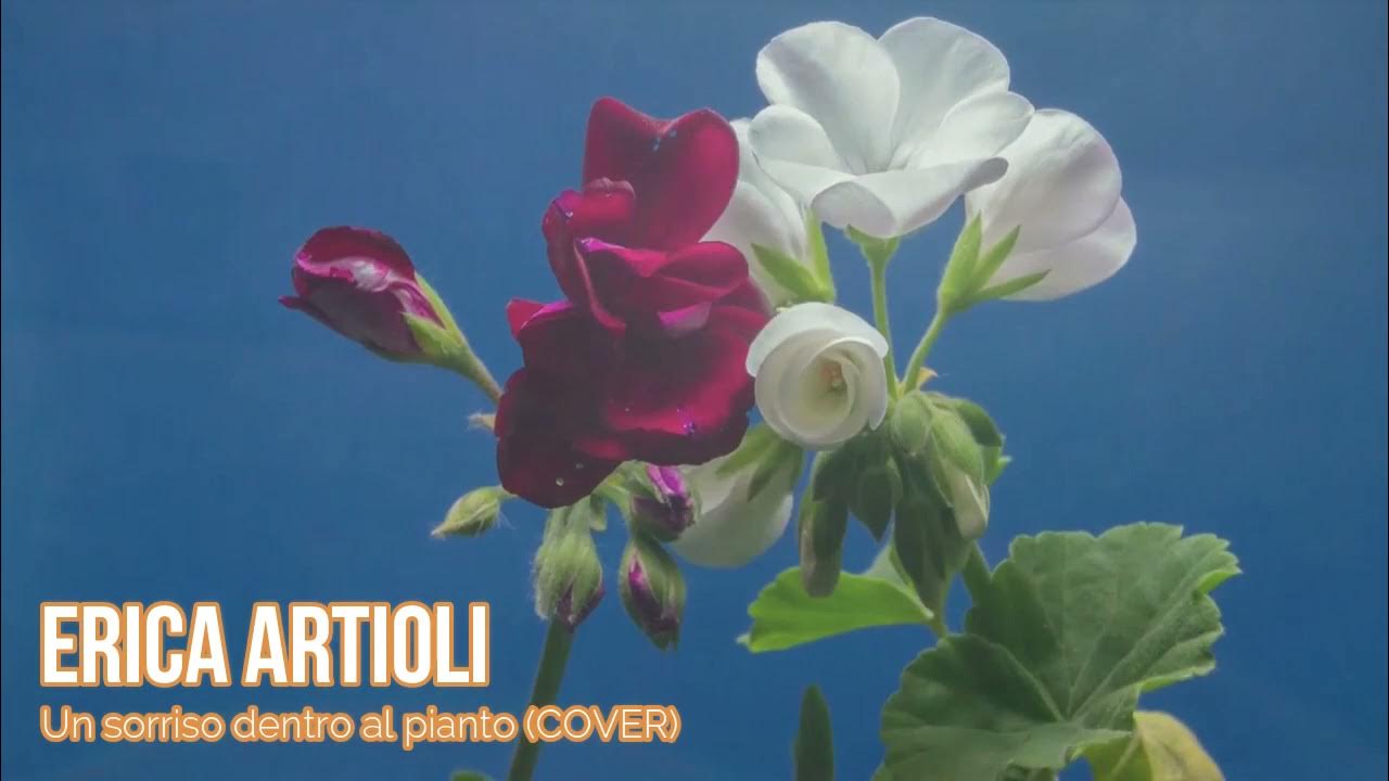 UN SORRISO DENTRO AL PIANTO ERICA cover Ornella Vanoni YouTube UN SORRISO DENTRO AL PIANTO ERICA cover Ornella Vanoni YouTube