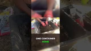Manure & Bone Meal for Watermelon: Smart Soil Tips