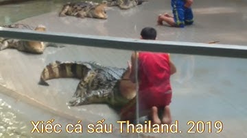 Xiếc cá sấu Thailand. 2019
