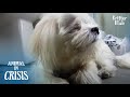 Dog Who Survived From Abuse Forgot How To Love And To Be Loved (Part 2) | Animal in Crisis EP176