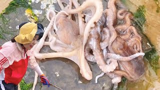 [ENG SUB] Xiao Zhang to sea  conch outbreak  octopus nest  big haul!