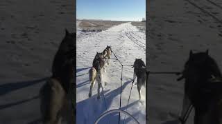 Mush Dog Sledding With Siberian Huskies