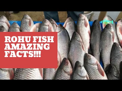 AMAZING FACTS ABOUT ROHU