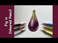 Fig in coloured pencil  free tutorial