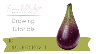 Fig in Coloured Pencil - Free Step-By-Step Botanical Art Tutorial