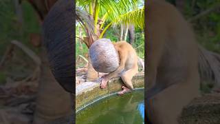 Coconut in cute monkey's head  🐒😄 #shorts