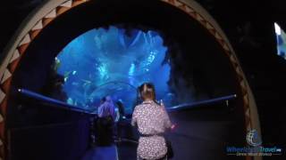 Underwater Shark Tunnel at Aquaria KLCC by WheelchairTravel.org by Wheelchair Travel 198 views 7 years ago 4 minutes