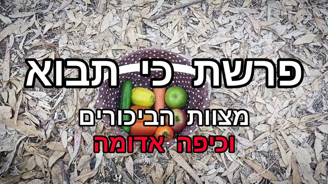 פרשת כי תבוא - מצוות הביכורים וכיפה אדומה🐺 - תשפ