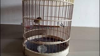 ( female puteh ) Suara Pleci Auriventer Betina