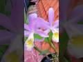 Cây blue Mỹ Cattleya Minerva, Chậu đang nụ 500k cả ship #orchid #hoalan #cattleya