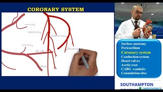 Cardiac Anatomy: Surface Anatomy, Pericardium, and Coronary System