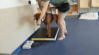 How to weigh a fearful dog at the vet without using force (Day 1)