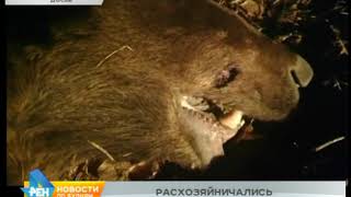 В 2,5 раза выше оптимального число медведей на территории Иркутской области