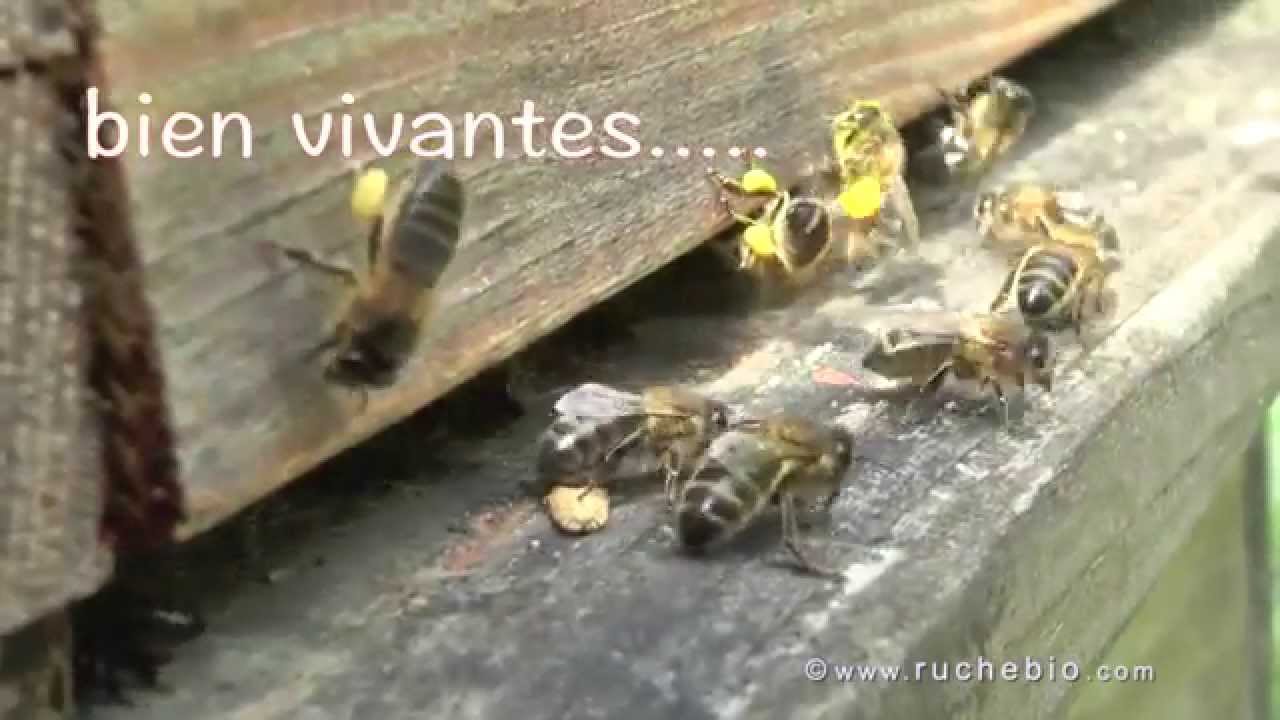 Traiter ou ne pas traiter Varroa, non merci  -  L'apiculture sans chimie