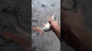 Ribolov Na Lepenec 2021Part186 Orman Ribolov Na Mrena Del 2