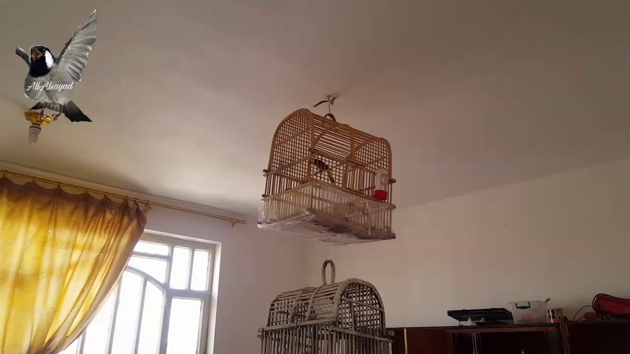 بلابل علاوي شاهد الفديو قبل أن تشتري بلبل بري أو وحشي @ali