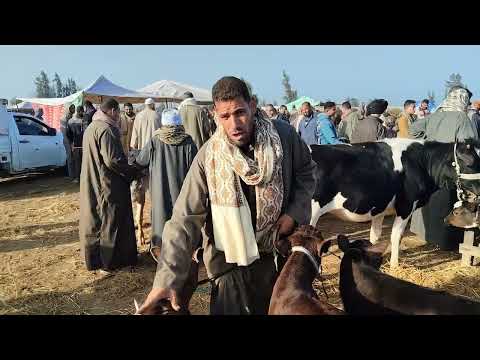 أسعار اللبانى البقرى سوق سيدي سالم ٢٠٢٦ ٢ ٧