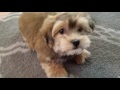 Corduroys Cuteness! ...Meet Heavenly Havanese Corduroy!