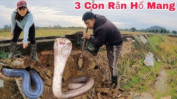 Truy Tìm Dấu Vết Của 1 Con Rắn Hổ Mang Dài 2 Mét Nặng 5kg Khiến Hai Ông Bà Hoảng Sợ Bỏ Chạy