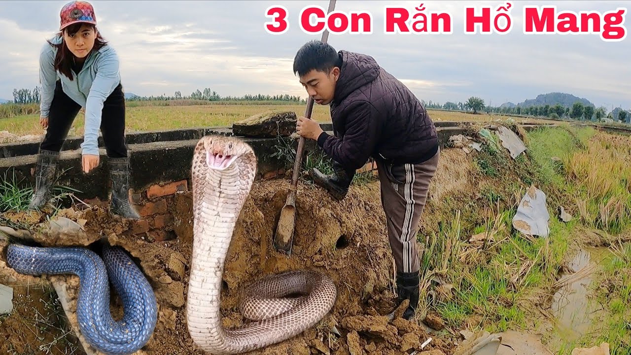 Truy Tìm Dấu Vết Của 1 Con Rắn Hổ Mang Dài 2 Mét Nặng 5kg Khiến Hai Ông Bà Hoảng Sợ Bỏ Chạy