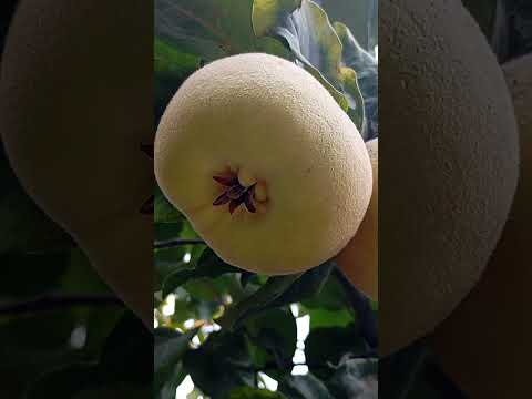 به های بزرگ رسیده و خوش طعم     