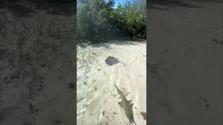 Stingray and Baby Shark's Up-Close Encounter