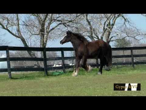 Gypsy Vanner Horse for Sale | Filly | Black w/ Whi...