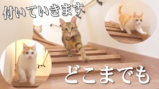 実はうちの猫...犬かもしれません...