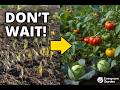 Don’t Miss This Week: 6 Seeds You MUST Start NOW for a Massive Harvest
