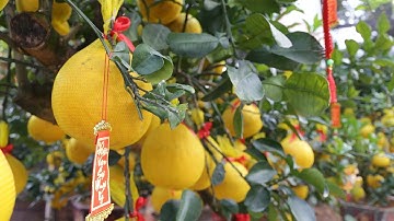 Bưởi Diễn - Rực vàng đón Tết