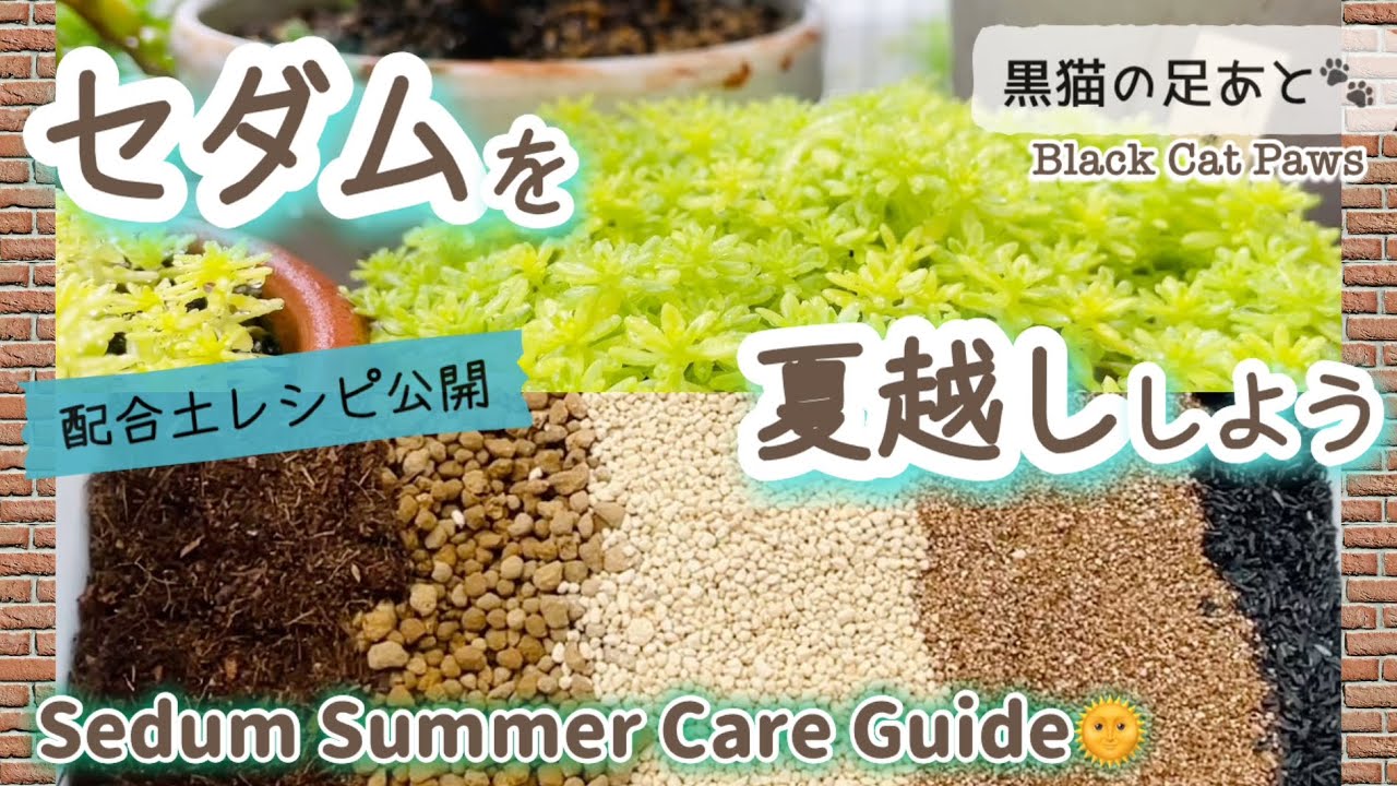 セダムを夏越ししよう】Vol.266【多肉植物】 - YouTube