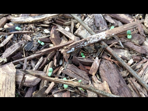 วีดีโอ: การเจริญเติบโตของ Hyssop Officinalis (Hyssopus Officinalis)