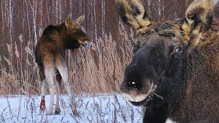 Wounded moose in the Chernobyl zone | Film Studio Aves