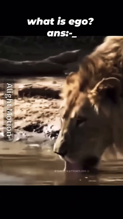 ego is ego part5#animal #lion #power #lionking #ego