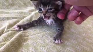 Ottie gets the chance he deserves by KittenRescueLA 865 views 4 years ago 1 minute, 17 seconds