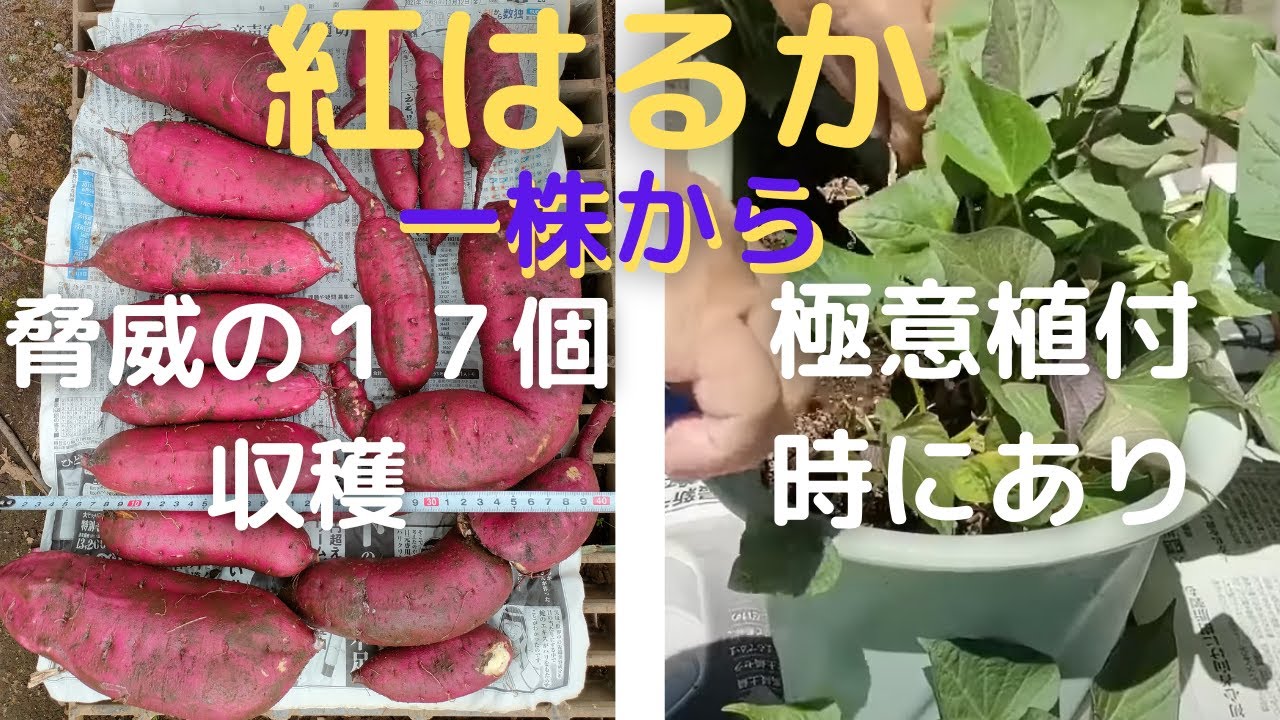Harvesting Beni Haruka #10【Bumper Crop】【17 from 1 plant】【Day