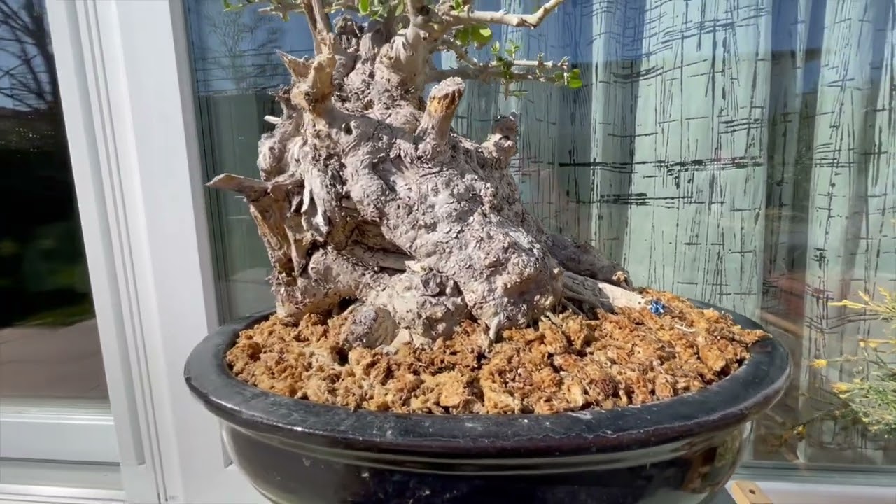 NUOVO OLIVASTRO - Nuovo prebonsai in collezione