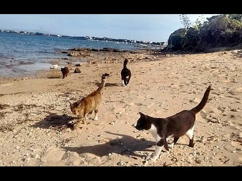 Adorable Colony of Cats at Su Pallosu in Sardinia Beach