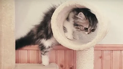 Video 11905841: munchkin kitten, munchkin cat, kitten climbing, kitten jumping